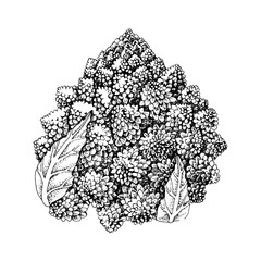 Romanesco cauliflower hand drawn illustration