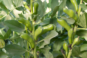 broad beans ready to harvest in garden.