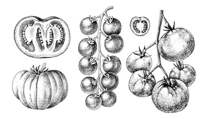 Tomatoes of different sorts vector