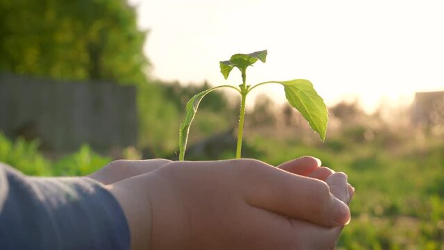 Hand girl hold fertile mud soil with young green tree sapling. Growth spout in park garden. Against warm rays sunset sunrise spring evening. Teaching children protect environment and take care nature