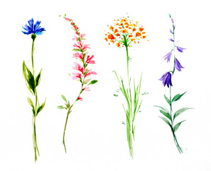 Watercolor multicolored wildflowers