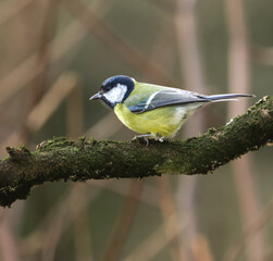 Fototapeta premium Closeup of a great tit perched on a branch of a tree