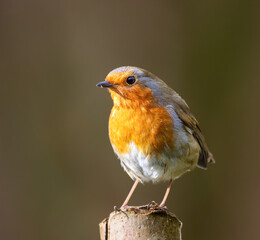 Closeup of a robin perched on a wooden pillar