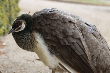 Peacock in a garden