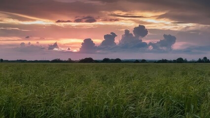 Obraz premium sunset over the field