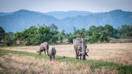 A herd of buffalo walks and grazes in a rice field with a backdrop of mountains and palm trees in...