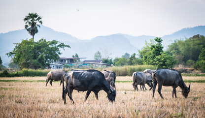 A herd of buffalo walks and grazes in a rice field with a backdrop of mountains and palm trees in...