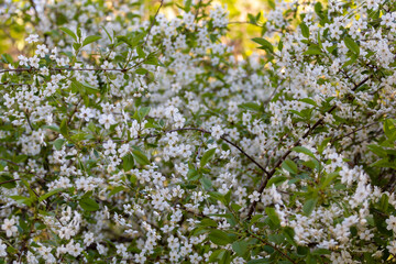 Blossoming apple branch in spring