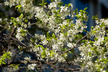 Blossoming apple branch in spring