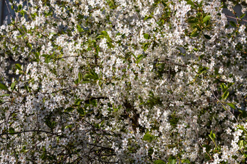 Blossoming apple branch in spring