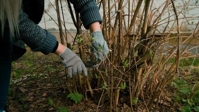 a woman cuts off the branches of a shrub with garden scissors
