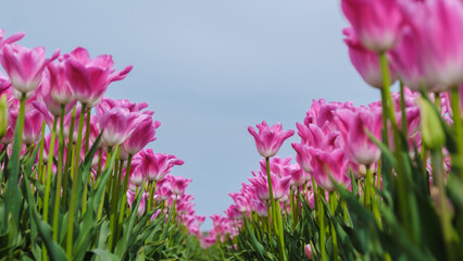 A breathtaking view of vibrant pink tulips swaying in a gentle breeze, set against the backdrop of...