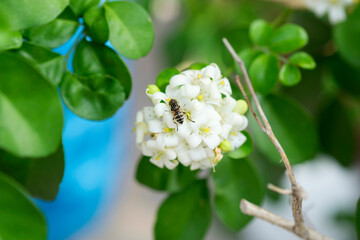 Selective focus of Dwarf Honey Bee suck sweet liquid nectar pollen from blooming orange jasmine flower, white color petals, yellow pollen, and green leaves, morning light blur background, closed up.