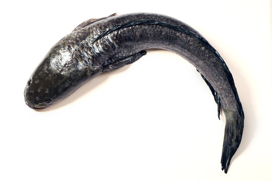 Snackhead or snack-head or Channa striata is fresh water fish both river lake, very popular in Thai cuisine, isolated in white back ground with clipping path, top view, flat lay.