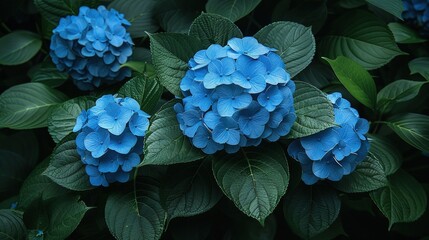   A cluster of blue blossoms adjacent to some emerald foliage on a shrub with verdant fronds in the foreground