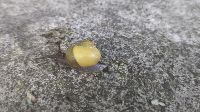 Small snail with a bright yellow shell crawling on a rough gray stone surface