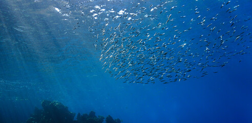Underwater art photo of school of fish in the blue sea. 