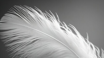   Close-up image of a white feather against a monochromatic backdrop, featuring a blurred periphery around the focal point of the feather