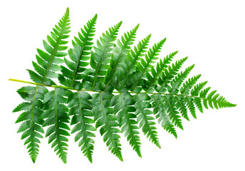 Large green fern leaf, cut out - stock png.