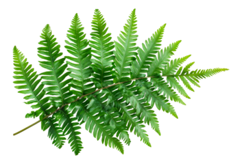 Large green fern leaf, cut out - stock png.
