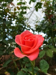 pink rose in garden