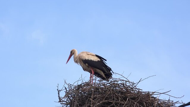 Male white stork (Ciconia ciconia) in nest