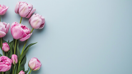 pink tulips on light blue background