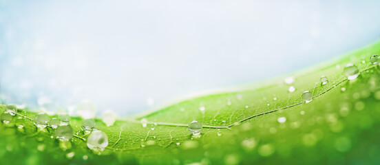 macro photography with transparent water droplets on a fresh green leaf in the foreground. space for text