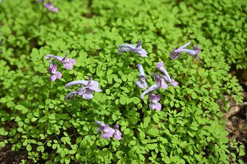 山延胡索（ヤマエンゴサク）は、落葉樹林や林縁の適湿地に開花するケシ科キケマン属の多年草です。全体に毛が無く１０ｃｍ前後の繊細な山野草です。葉は柔らかく、切れ込みが入り緑色が最も美しい葉です。花は淡い色と姿から「水色の妖精」とも呼ばれています。