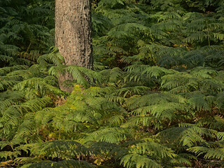 Ferns and pine trees in an ardennes forest in Luxembourg, Wallonia, Belgium 