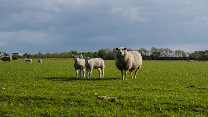 Fototapeta premium A flock of sheep peacefully grazing in a grassy field under a cloudy sky in Texel, Netherlands.