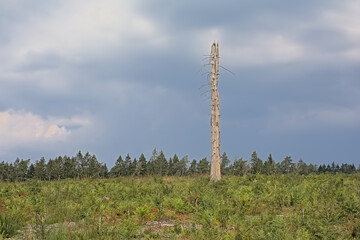 Obraz premium Lone dead pine tree in a cloudy Ardennes lanndscape. Luxembourg, Wallonia, Bbelgium 