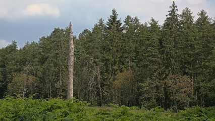 . Lone dead pine tree in a cloudy Ardennes landscape. Luxembourg, Wallonia, Bbelgium 