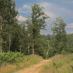 Obraz premium Hiking trail in the pine forest on a cloudy summer day in Ardennes, Wallonia, Belgium 