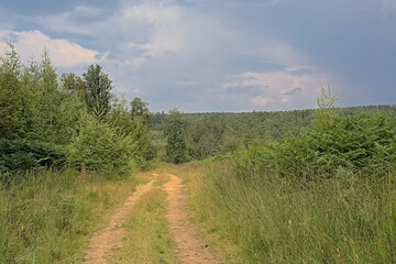 Dirt road in the forest on a cloudy summer day in Ardennes, Wallonia, Belgium 