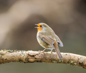 Vibrant and colorful robin bird perched gracefully on a tree branch in a lush forest setting