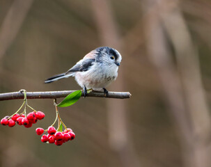 Beautiful Long tailed tit bird gracefully perched on a branch