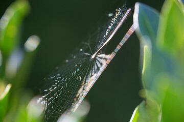 A spider's web shimmers in the sun and hangs between green plants.