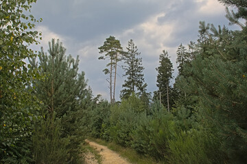 Path in a forest on a cloudy summer day in Ardennes, Wallonia, Belgium 