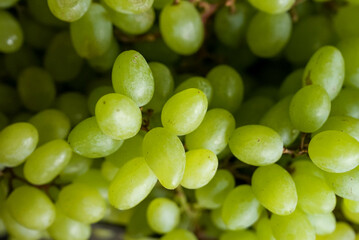 Closeup of ripe, green grapes in a stack