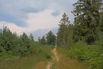 Path in a forest on a cloudy summer day in Ardennes, Wallonia, Belgium 