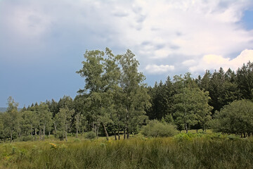 Meadow and forest on a hill on a cloudy summer day in Ardennes, Wallonia, Belgium 