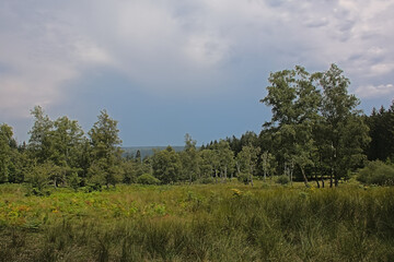 Obraz premium Meadow and forest on a hill on a cloudy summer day in Ardennes, Wallonia, Belgium 