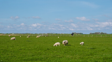 Fototapeta premium A harmonious scene unfolds as a group of sheep serenely graze in a lush green field in Texel, Netherlands.