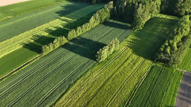 Aerial view of fields of young wheat with trees blowing in the wind during spring