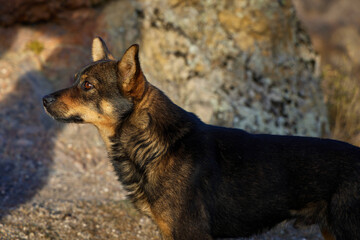 Dog standing on a rocky terrain, gazing into the distance. Birtvisi Canyon, Georgia