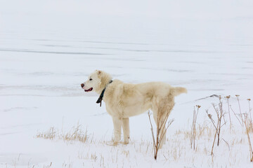White Central Asian Shepherd Dog standing in a snowy meadow. Georgia, Paravani Lake