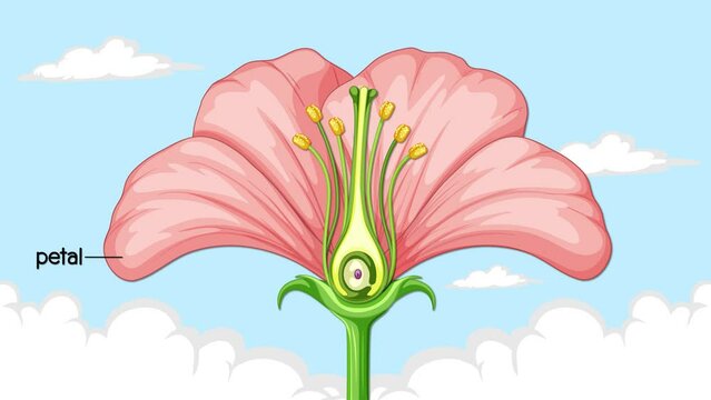 Flower Anatomy Animation