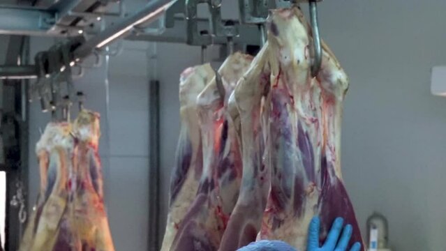 Workers carry raw meat beef carcasses on hooks into a cooler in a slaughterhouse.