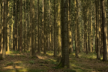 Fototapeta premium Sunny pine forest in Ardennes near Saint Hubert, Wallonia, Belgium 